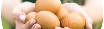 pasture-raised duck and chicken eggs